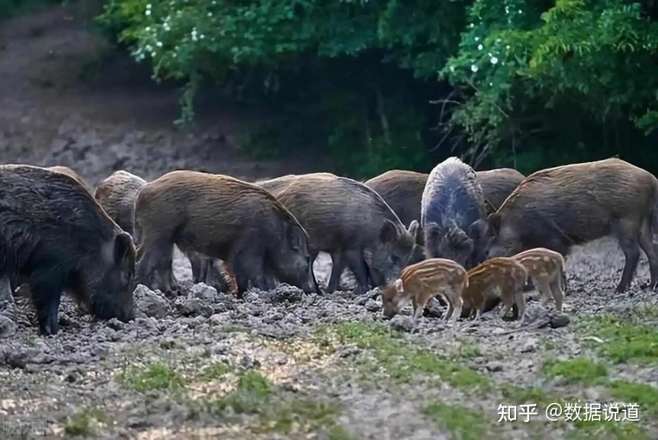 无法无天频上热搜,野猪"惨剧"何时休?