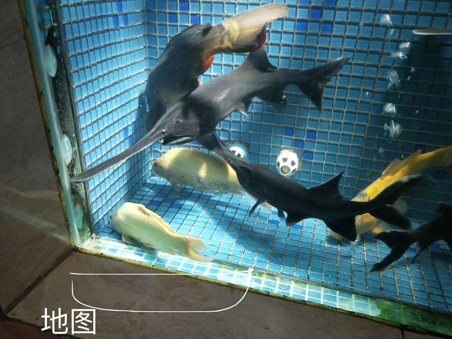 眼睛  没有一丝丝文化装饰  吃喝拉撒在一起   还要和黄不叽叽的胖鱼