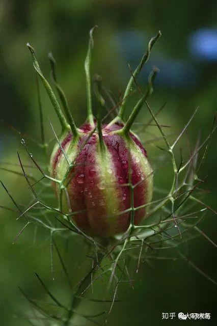 伊斯兰先知默罕默德在《圣经》中曾经说过"坚持使用黑种草,除了死亡它