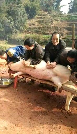 伤潮猫: 为了您的健康着想,心脏不好和玻璃心请勿点开视频,请关闭本