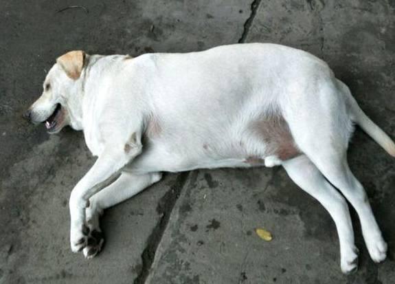 你见过拉不拉猪么