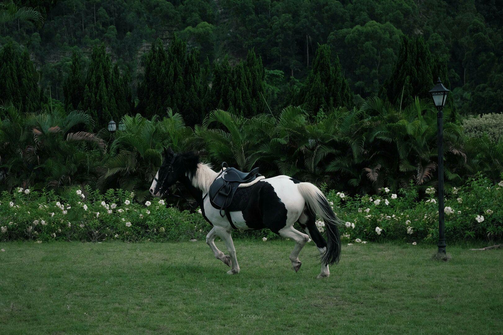 有哪些让你一眼万年的绿色系壁纸