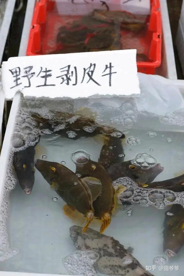 世界海鱼图谱大赏 - 知乎