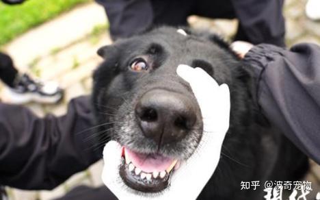 笑死狗啦！表面上看是威风凛凛的大警犬，背地里却怕打针！ - 知乎