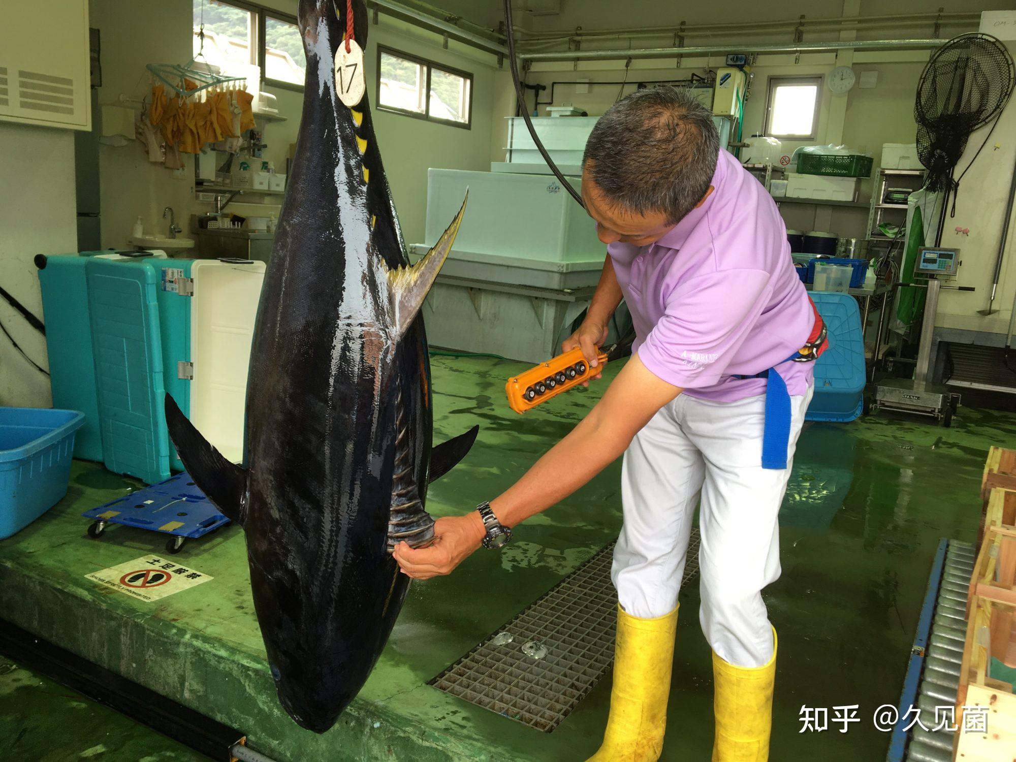 日本筑地鱼市新年开市 金枪鱼摆满市场_新闻频道_中国青年网