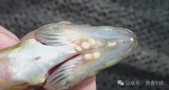 图文习见的鱼类寄生虫23种