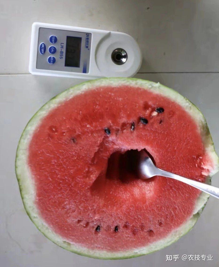 介绍两个适宜懒汉种植的西瓜品种奶香红麒麟和新育麒麟三号