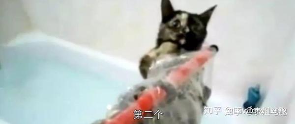 猫不可杀不可辱 简谈虐猫 网络 杀人与犯罪心理 知乎