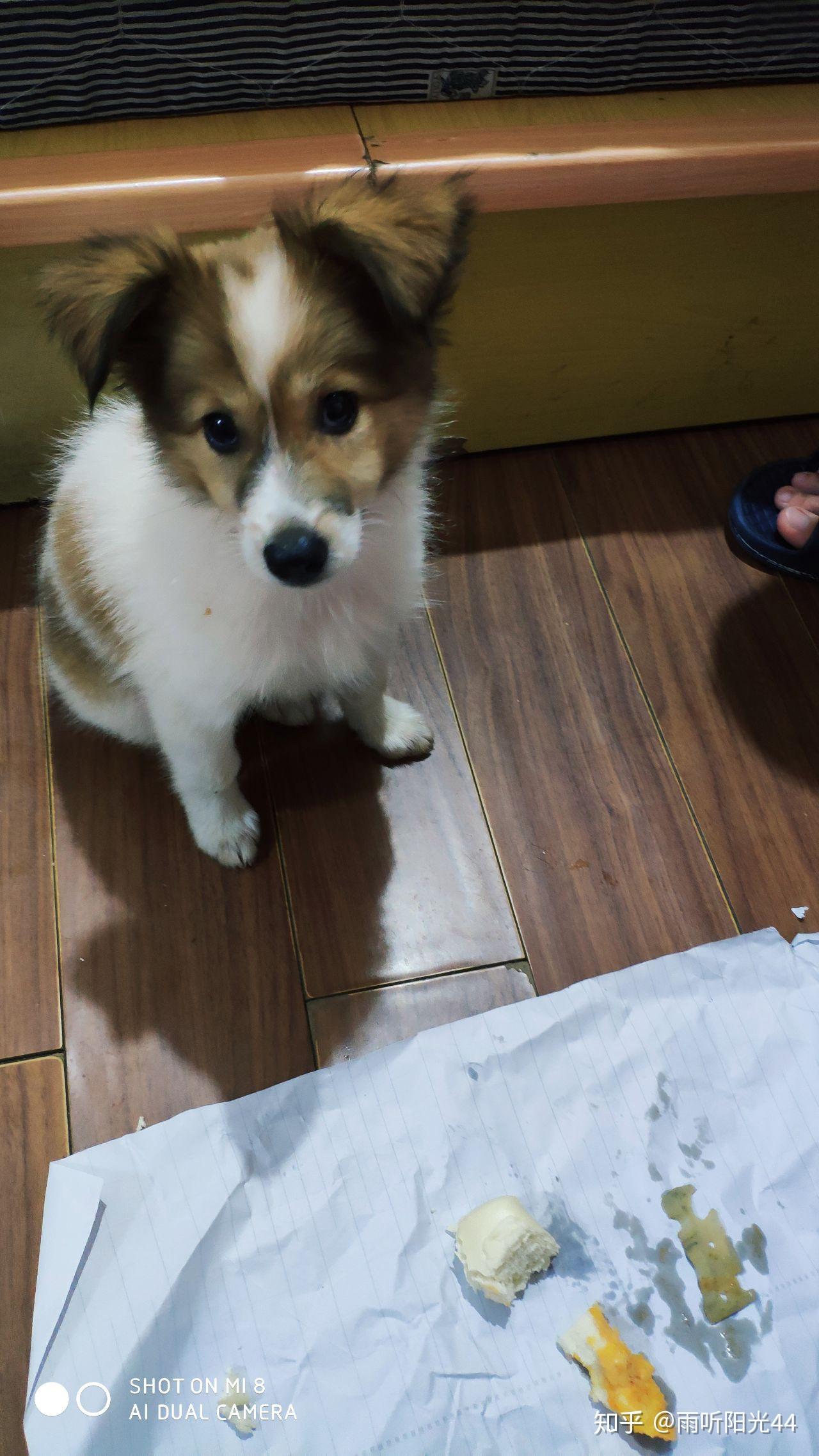 边牧是什么样子的狗 v2-cd07c8bbf7e9e41bfe393b677e988bf2_r.jpg