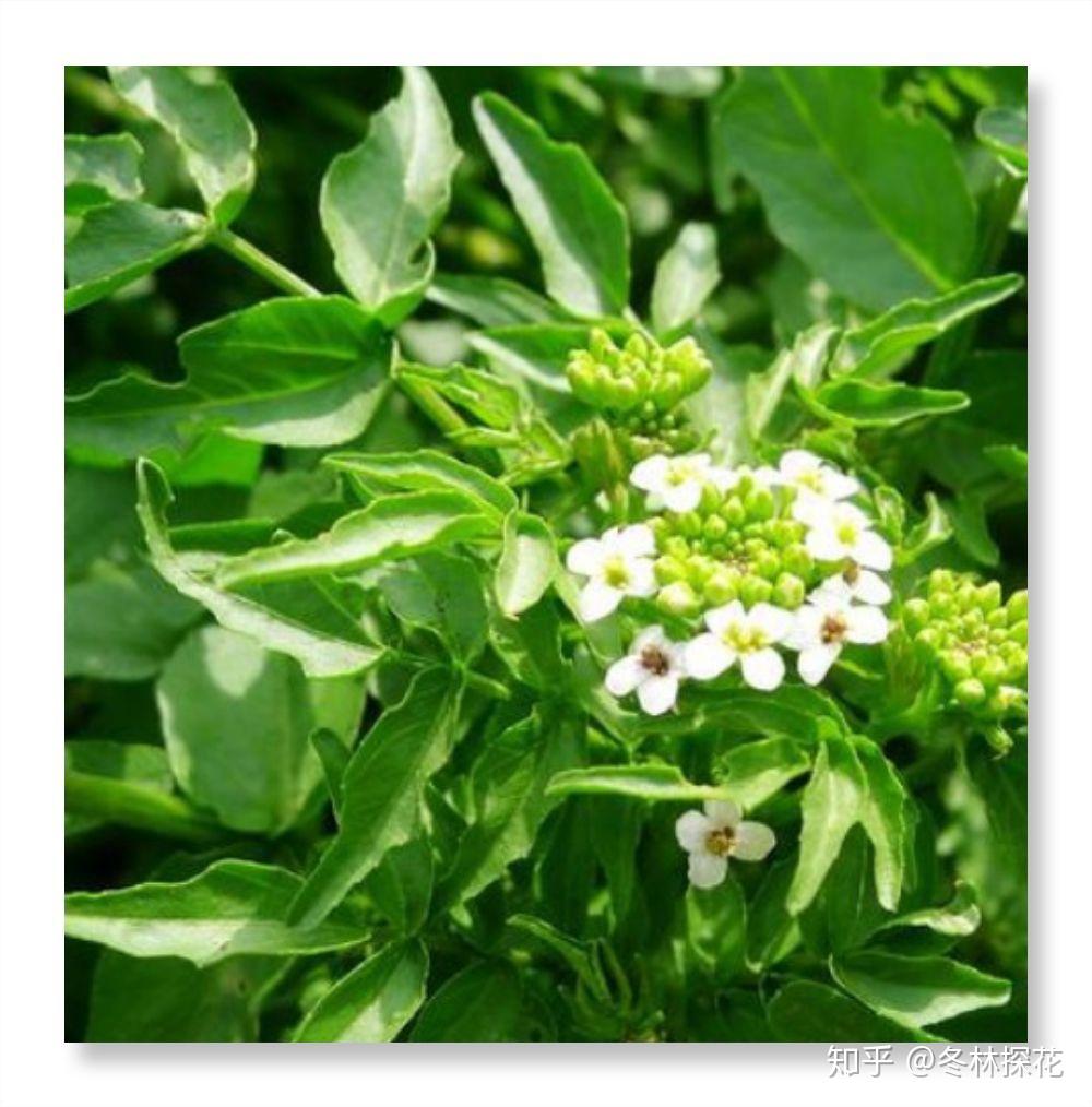 豆瓣菜也叫西洋菜 - 知乎