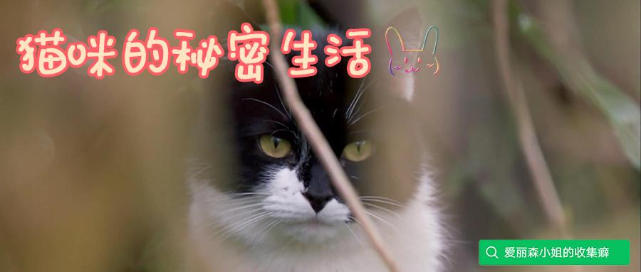 猫咪的秘密生活 知乎