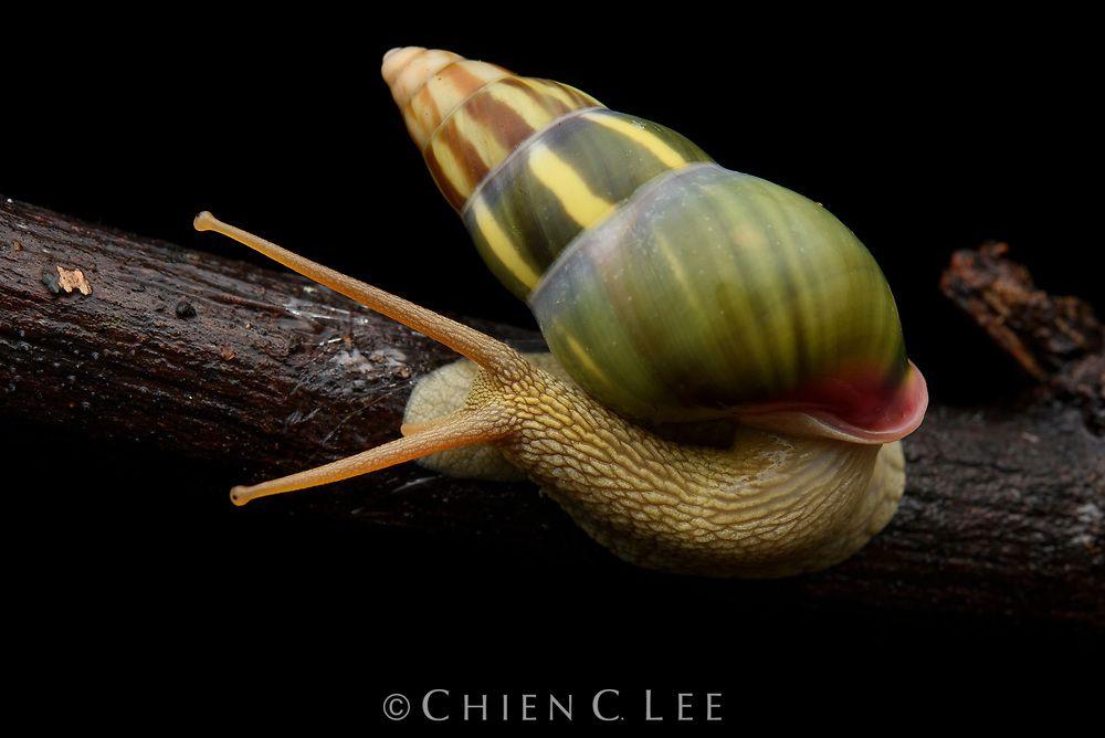 树蜗牛的学名是什么具有手性贝壳的双旋蜗牛属睡前软体动物学135