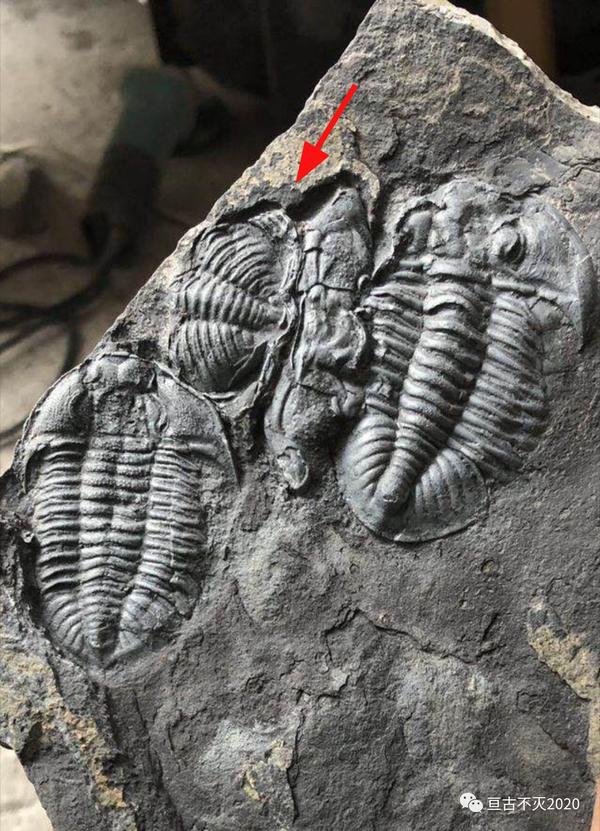 湘西早奥陶纪生物群 知乎