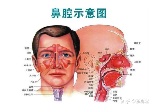 为啥鼻窦炎一到冬天就发作?说说鼻窦炎那些事! - 知乎