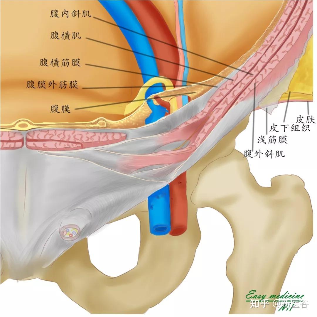 腹股沟区韧带解剖图图片