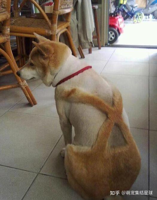 前方高能狗狗们的各种奇葩造型