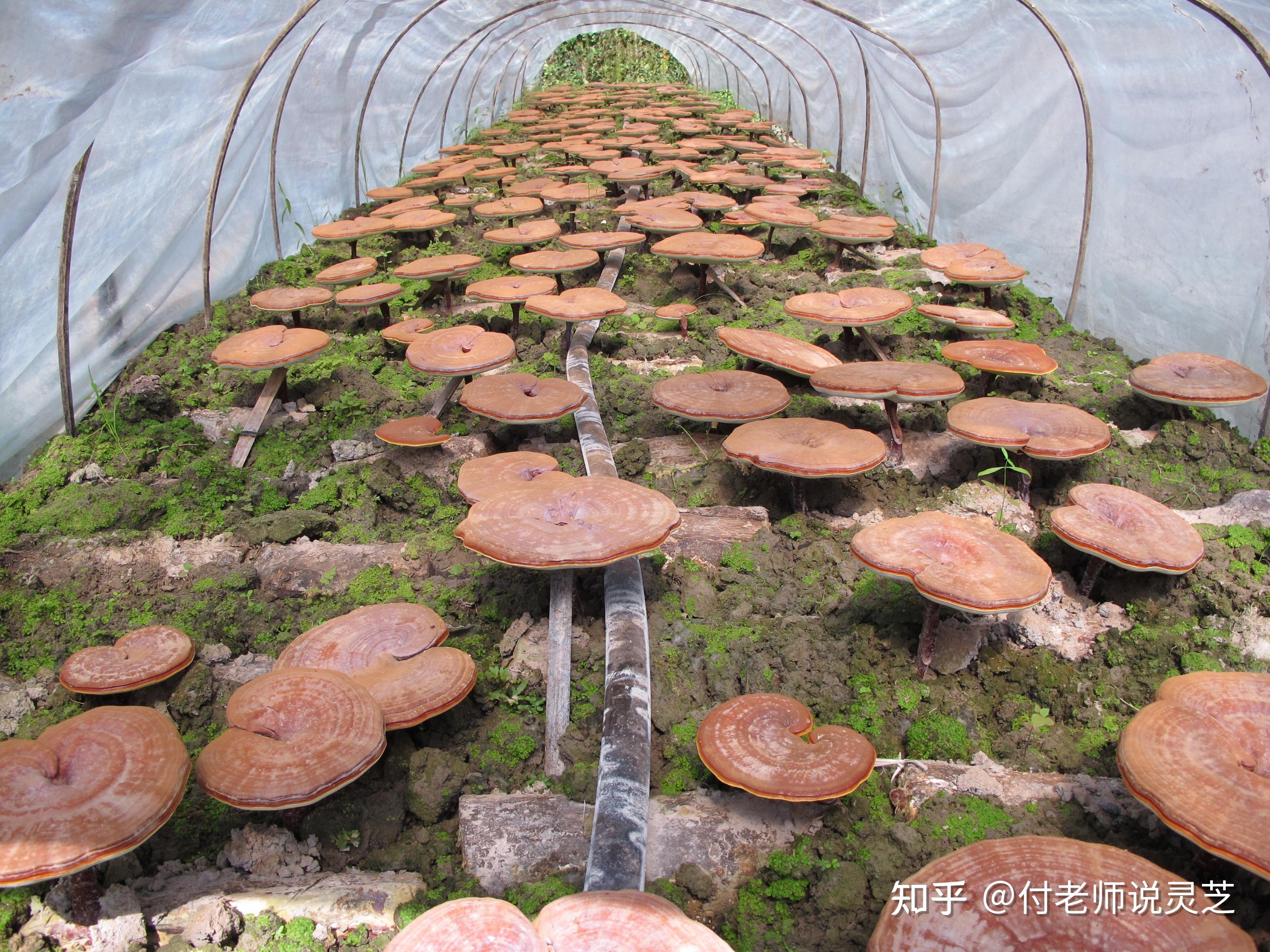 灵芝栽培技术 - 知乎
