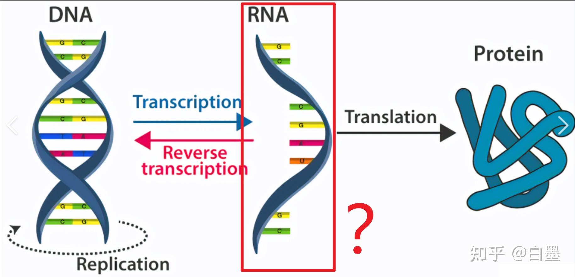 一文读懂 RNA 表观修饰 - 知乎