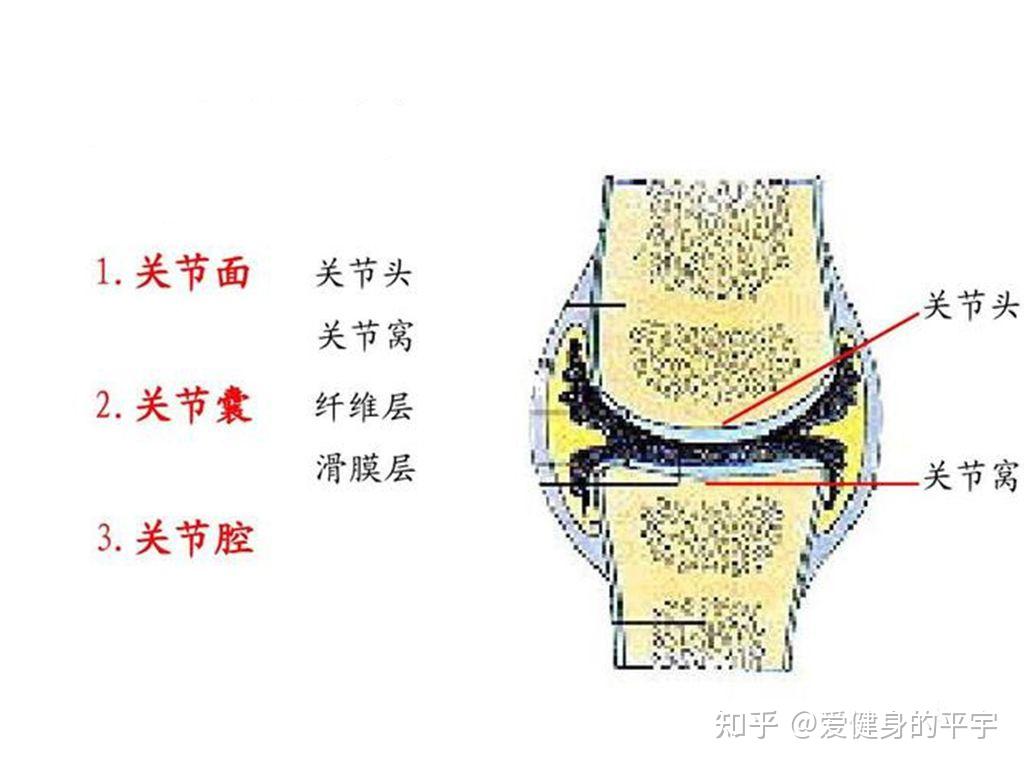 二、膝关节镜下前交叉韧带止点重建术-外科学-医学