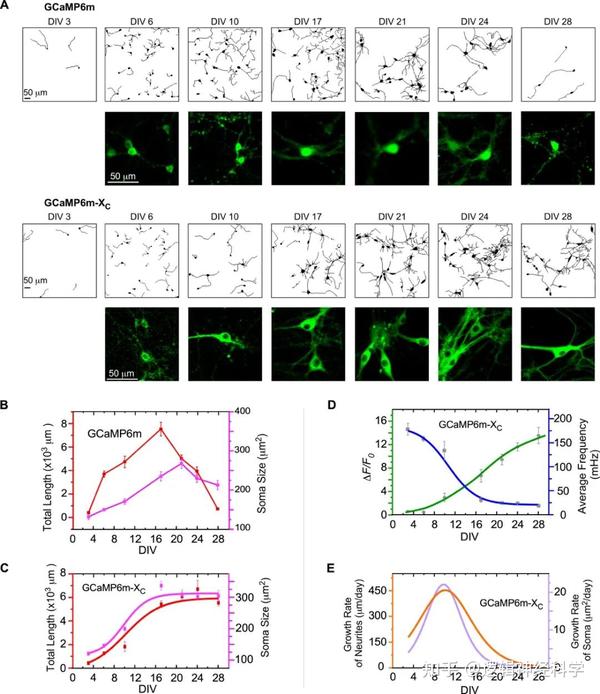 eLife︱刘晓冬/郭增才/樊瑜波-杨亚雄团队利用GCaMP-X实现神经元长时程钙成像 - 知乎