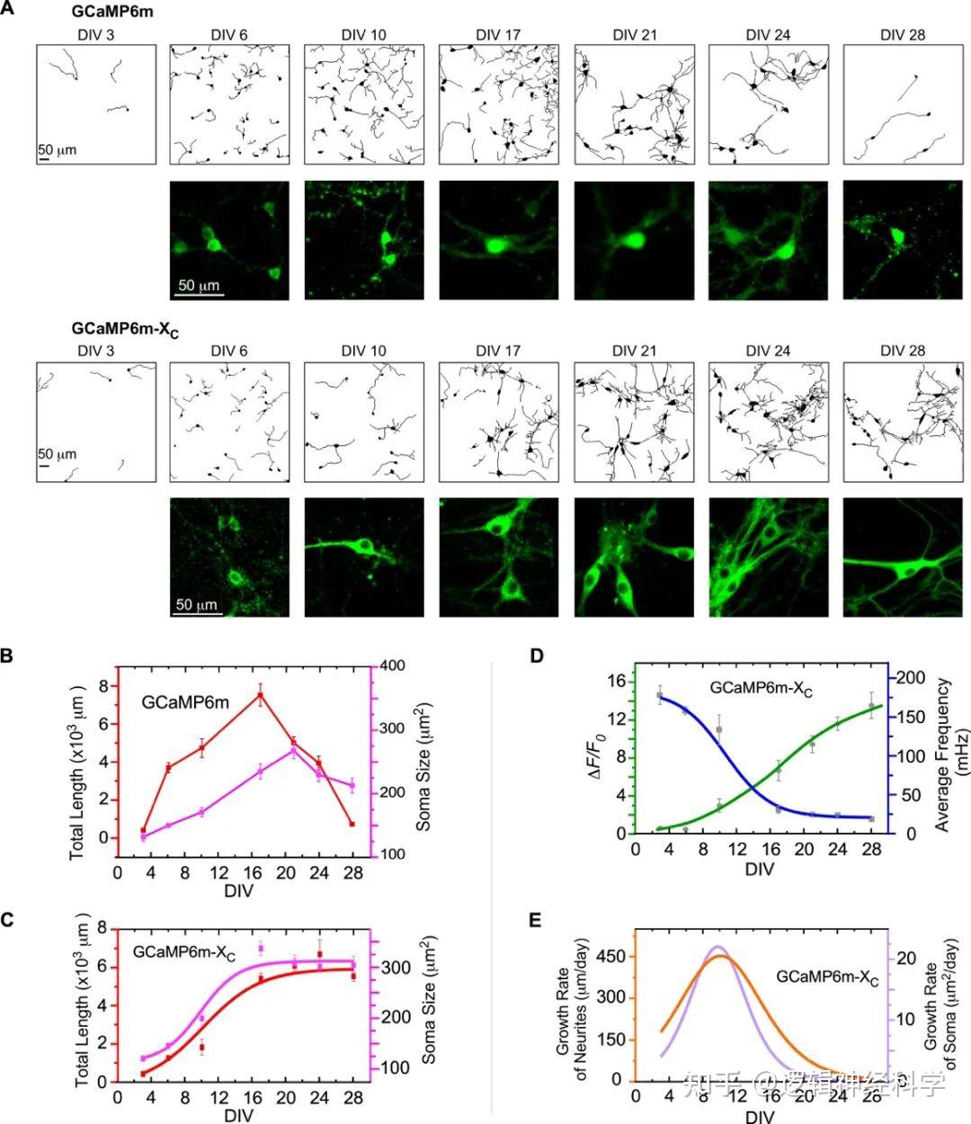eLife︱刘晓冬/郭增才/樊瑜波-杨亚雄团队利用GCaMP-X实现神经元长时程钙成像 - 知乎