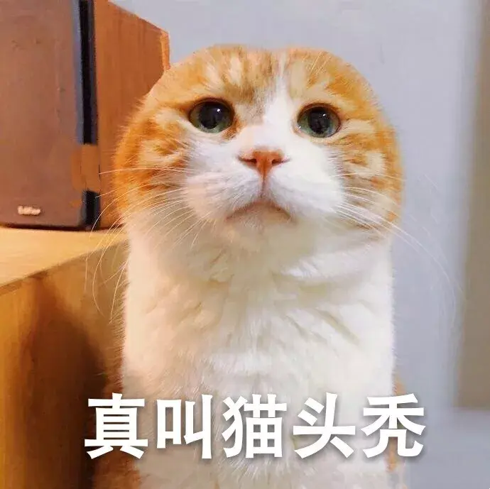 怎么看小猫生病了没 v2-cd38db35b625422d917c18d2e340e562_r.jpg
