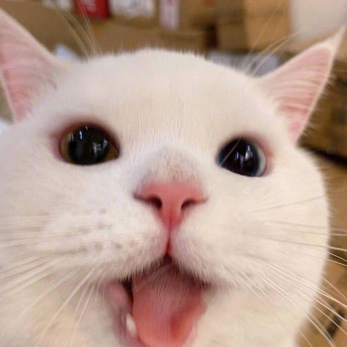 这个猫猫头像有情侣头像吗