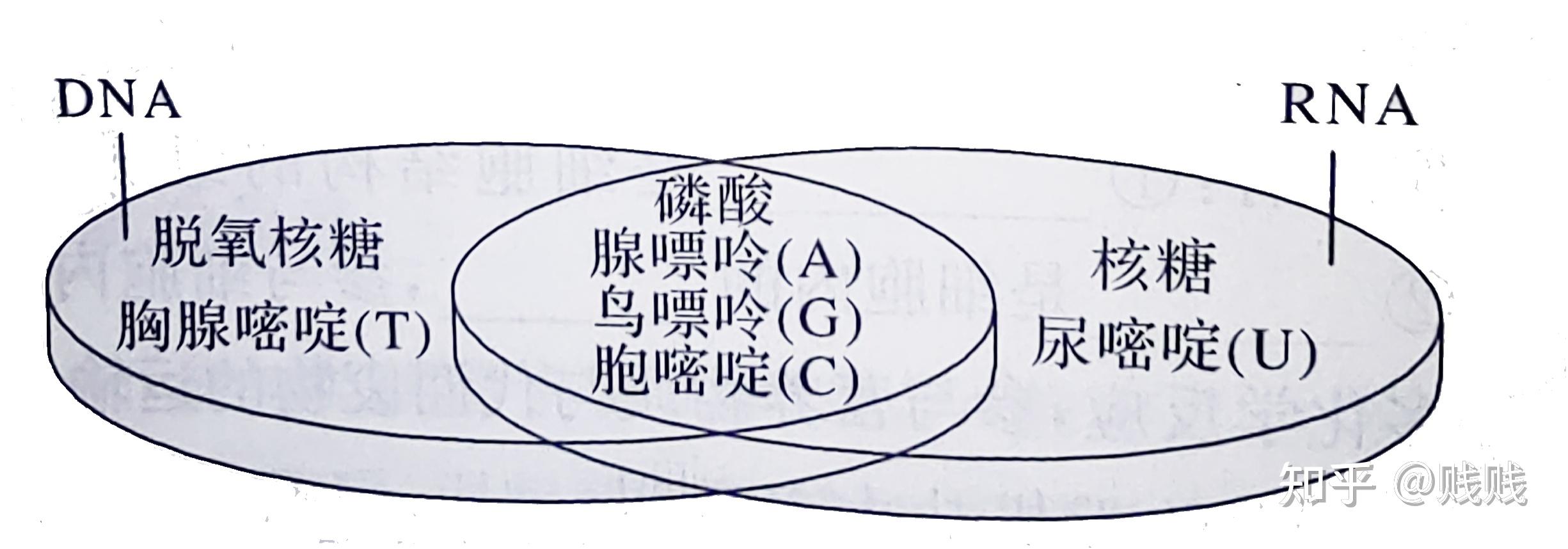 第三讲 蛋白质和核酸 - 知乎