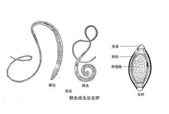 白纹伊蚊,淡色库蚊等多种蚊类,犬类由于被含有感染性幼虫的蚊叮咬而遭