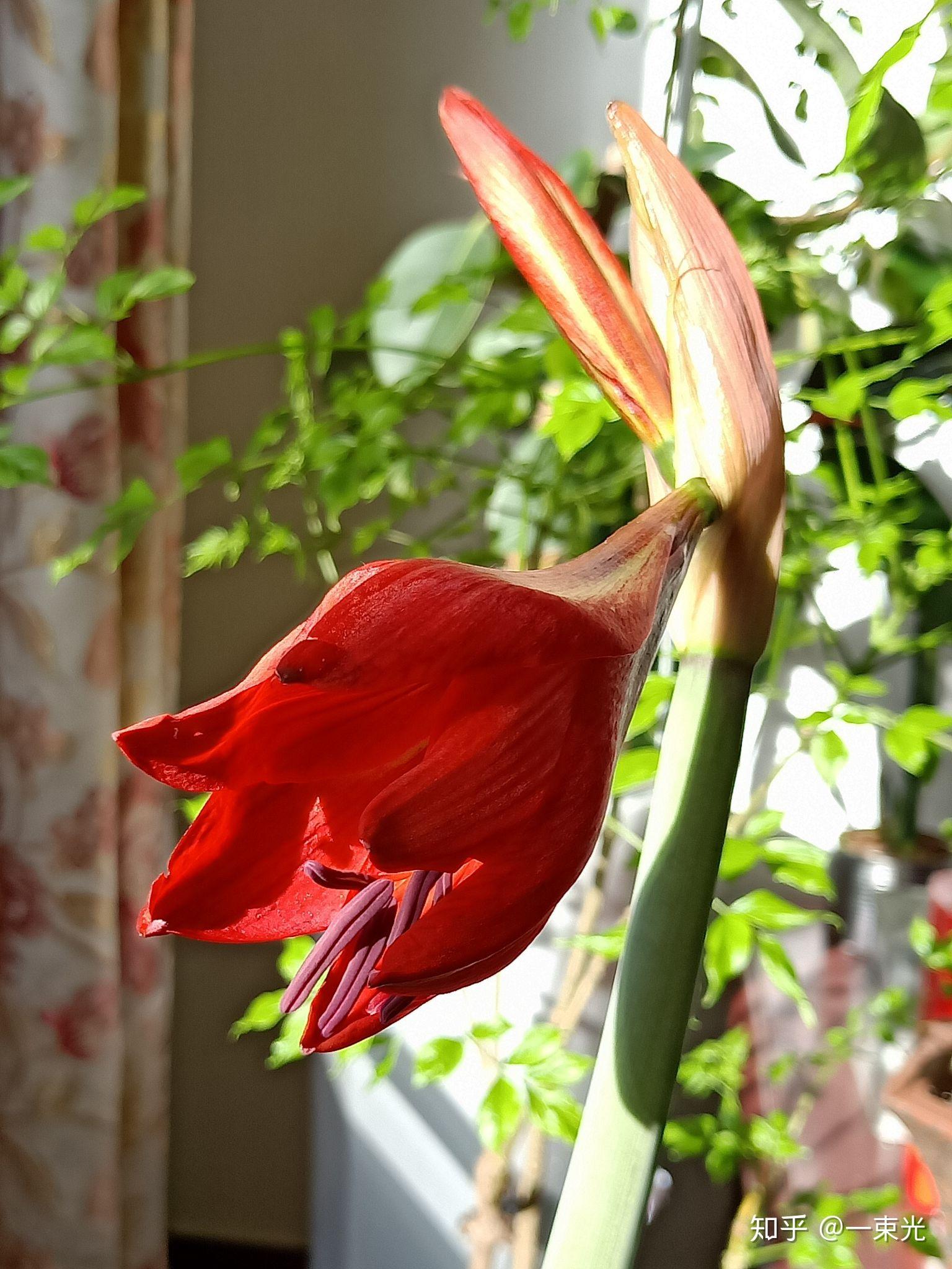朱顶红 (对兰) - 知乎