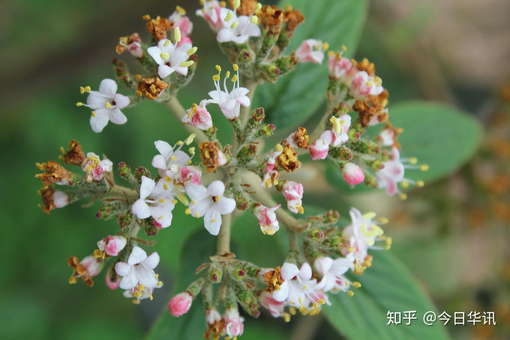 春天来了荚蒾花开了成都市植物园等你来赏花