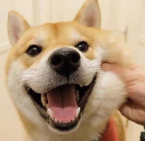 67话不多说,狗狗表情包给各位看官呈上(文末教会你如何转换成微信