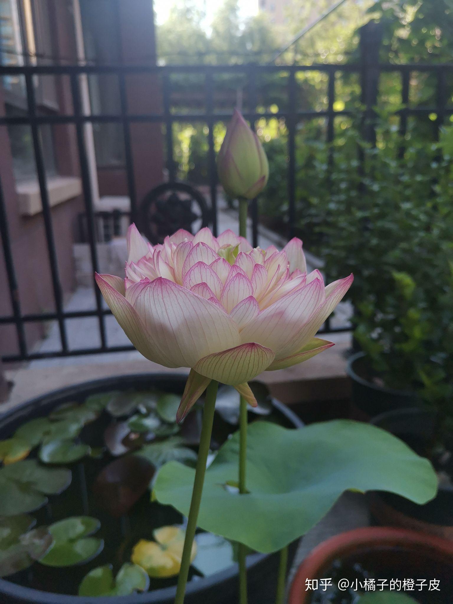 碗莲怎么水培？ - 知乎