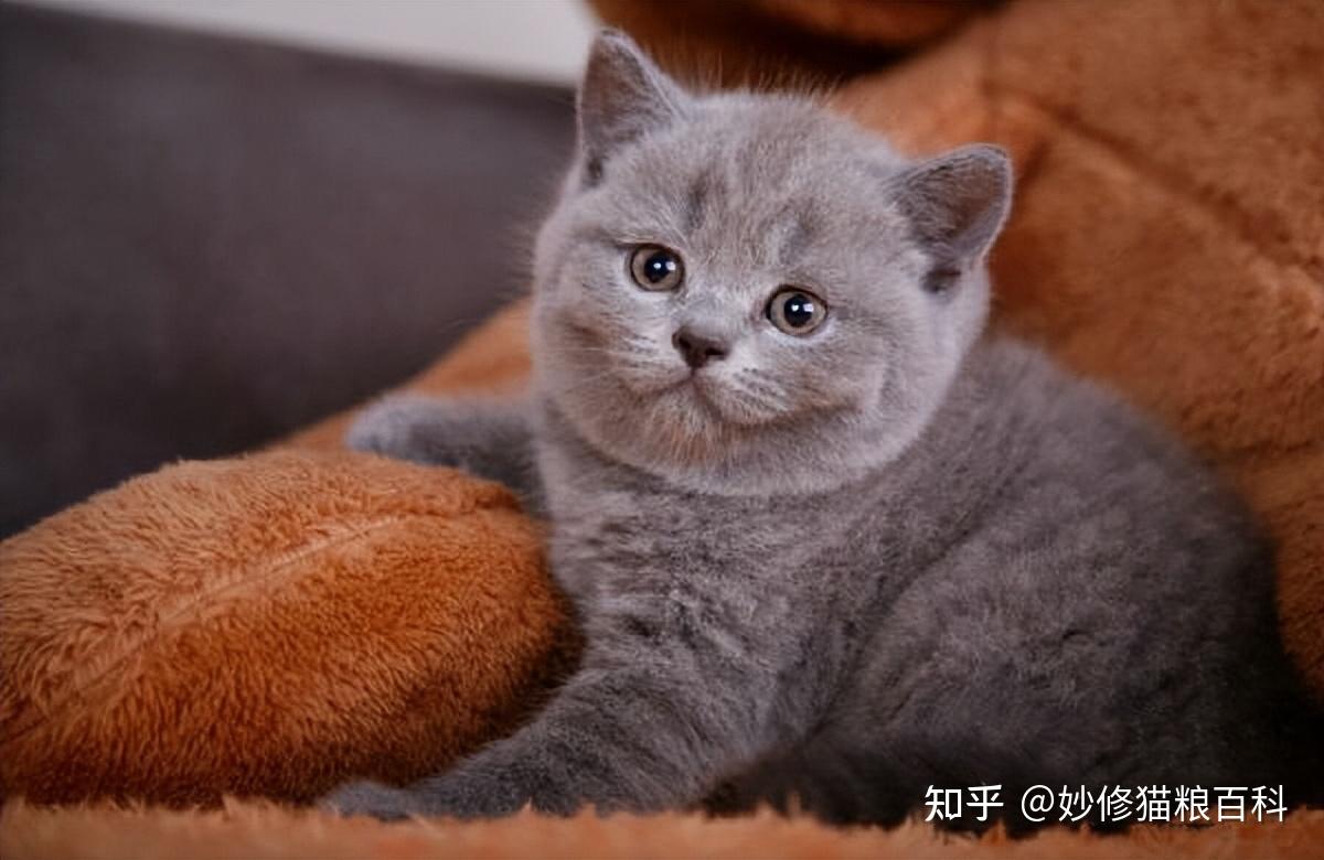 挑剔,比较容易满足,所以饲养起来比较简单,是很多新手会首选的猫咪