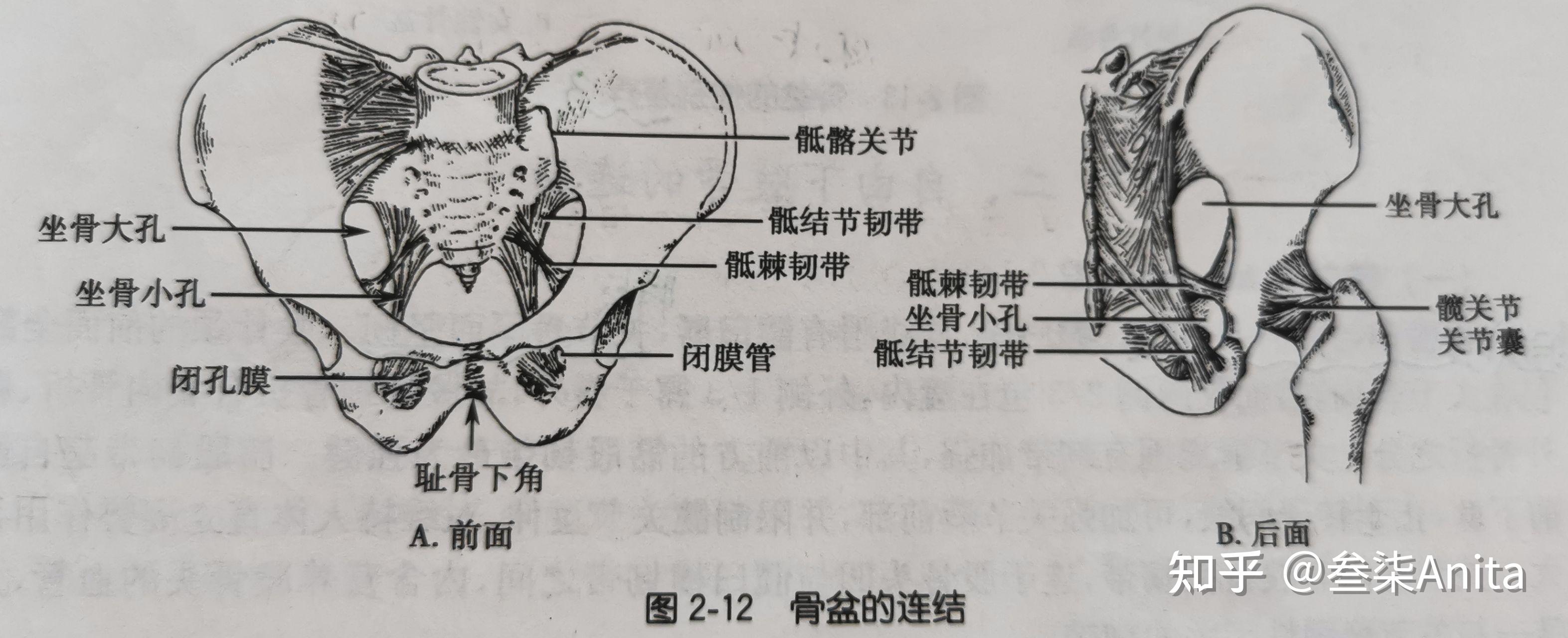 下肢骨骼概述(右侧图)右股骨(前面观与后面观)胫骨腓骨(前面观)里胫外