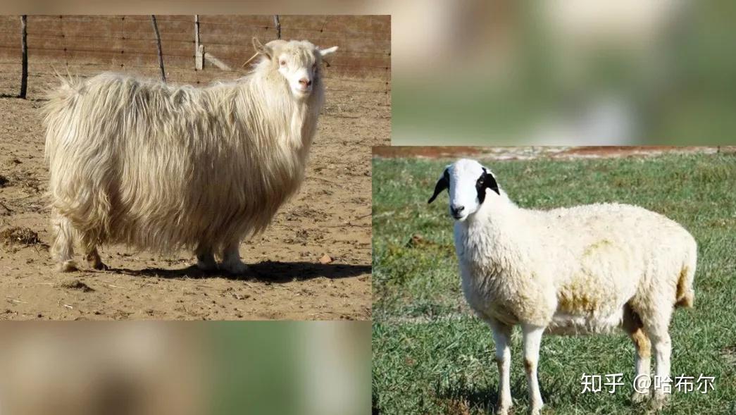 为何四种动物却称为"草原五畜"?