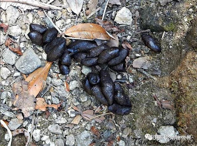 动物世界-亚洲黑熊