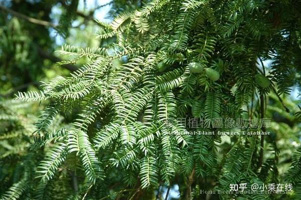 榧子(中药材资料、植物图像) - 知乎