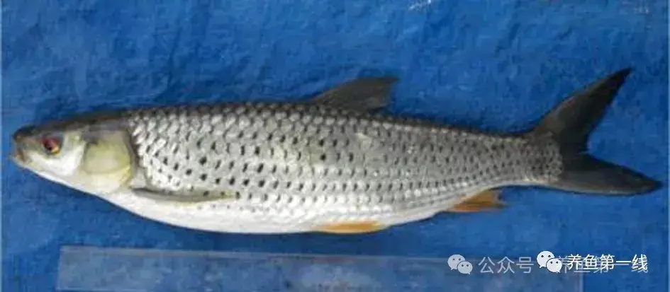 鲤科雅罗鱼亚科7种：丁鱥（丁桂）、赤眼鳟、鳡鱼、鯮鱼、鳤鱼、赤梢鱼、拟赤梢鱼 - 知乎
