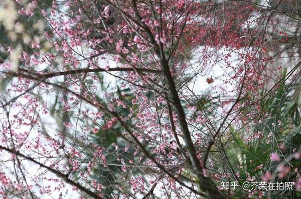 手机拍照怎么拍出黑背景图 v2-cd81f3077eab159958eb1151fe417e9e_r.jpg