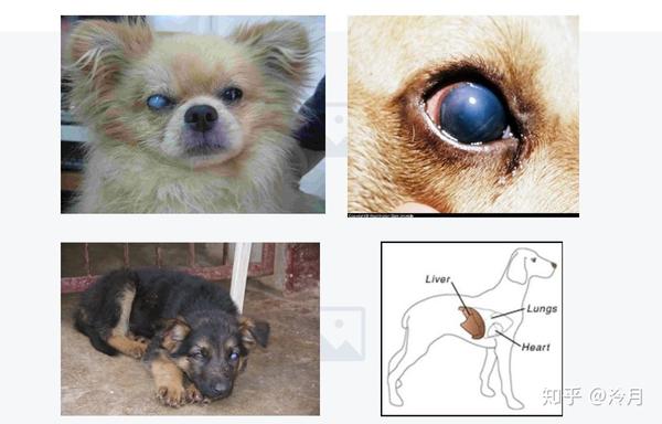 犬传染性肝炎图片