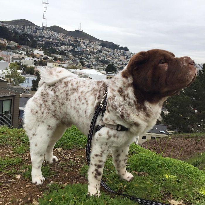 仿佛是熊和狗的混合体这只苦大仇深的沙皮狗子丑萌丑萌的67