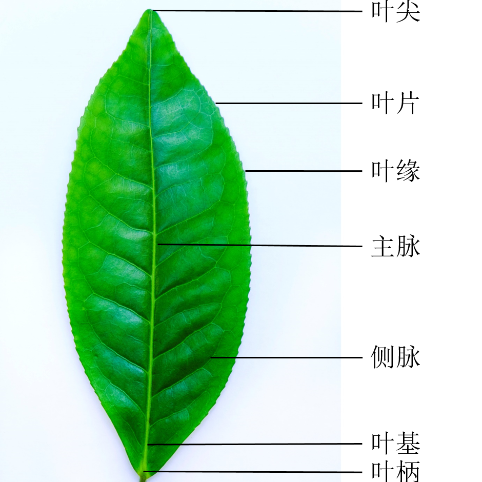 植物叶片结构简图图片