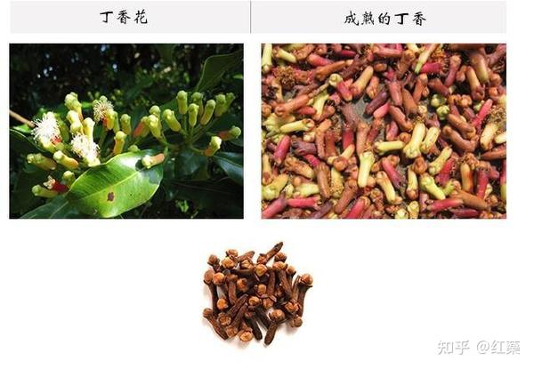 芳香植物科普 | 丁香 - 知乎