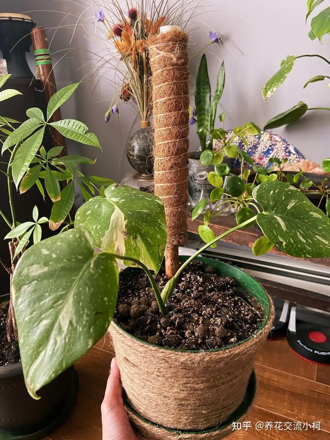 上千元的洒金龟背竹降至一杯奶茶钱，养大有难度，附小苗开背指南 - 知乎