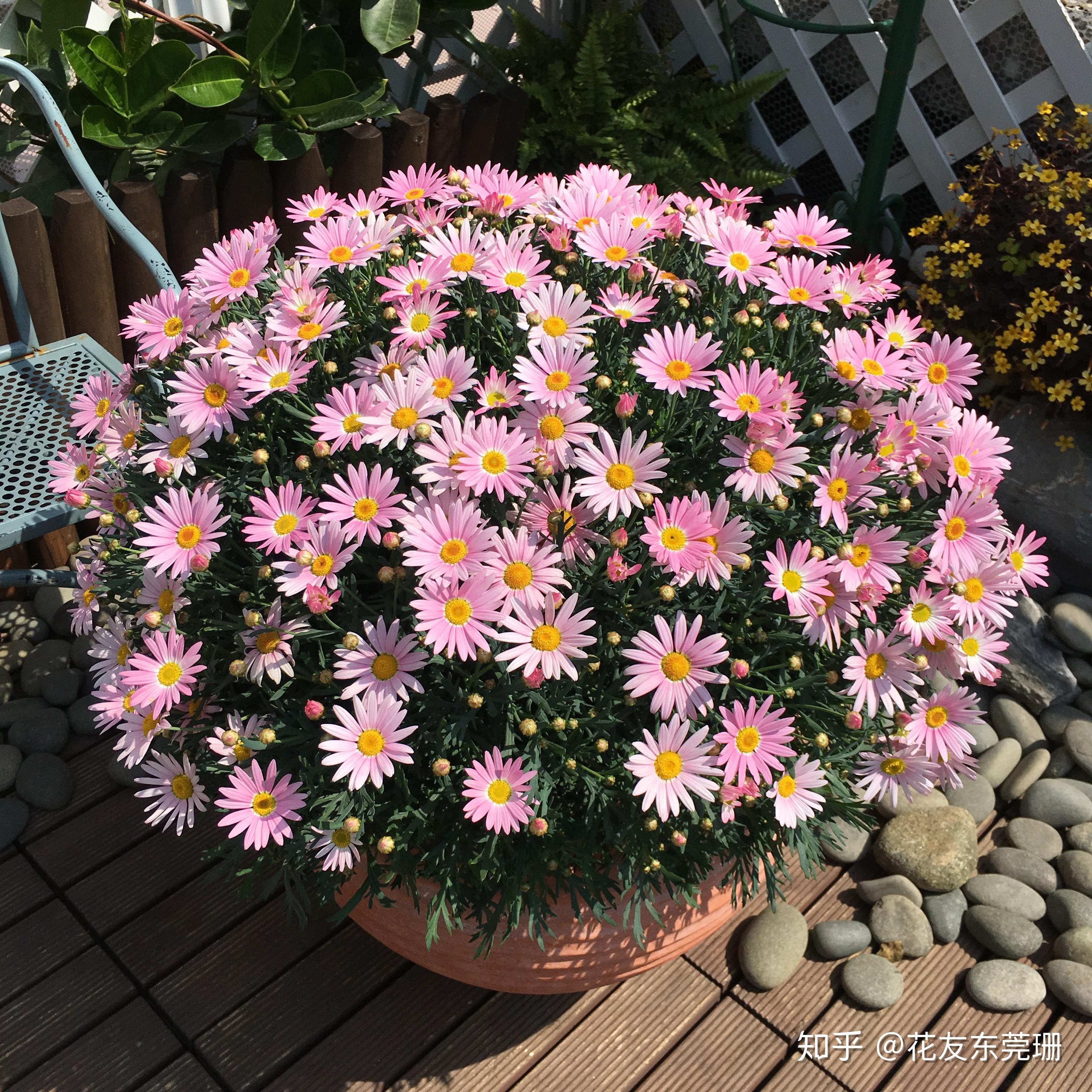 东莞珊种植分享 - 2017版玛格丽特种植成球笔记