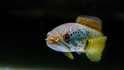 泰国斗鱼被讲烂了那就聊一聊关于迷鳃鱼