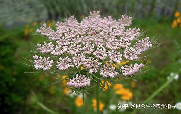 中药材独活叶子发黄是什么病 独活重茬根腐用什么药好 独活黄叶死苗烂根用 根小子 知乎