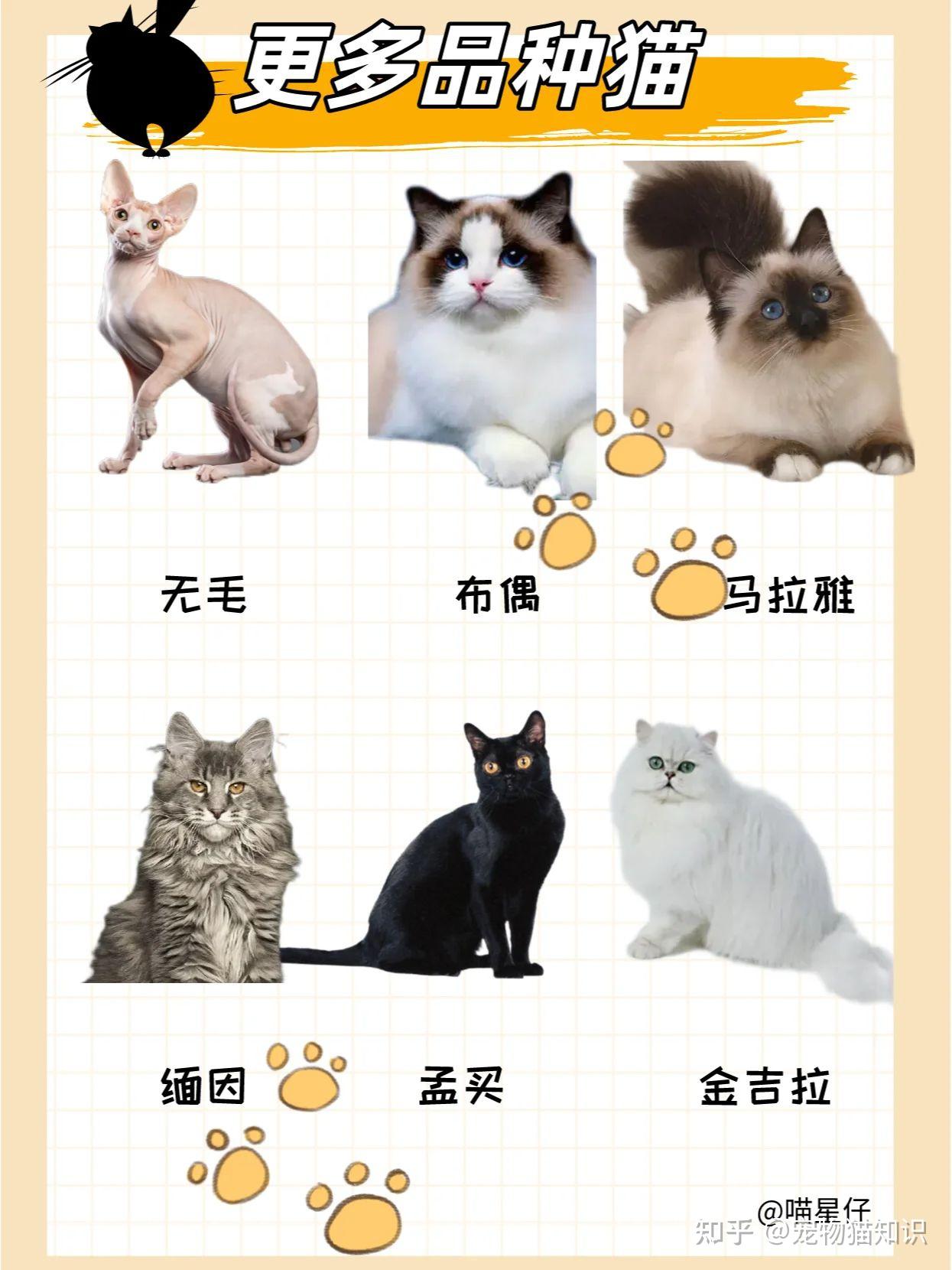 适合新手养的猫|25种猫咪品种大全 - 知乎
