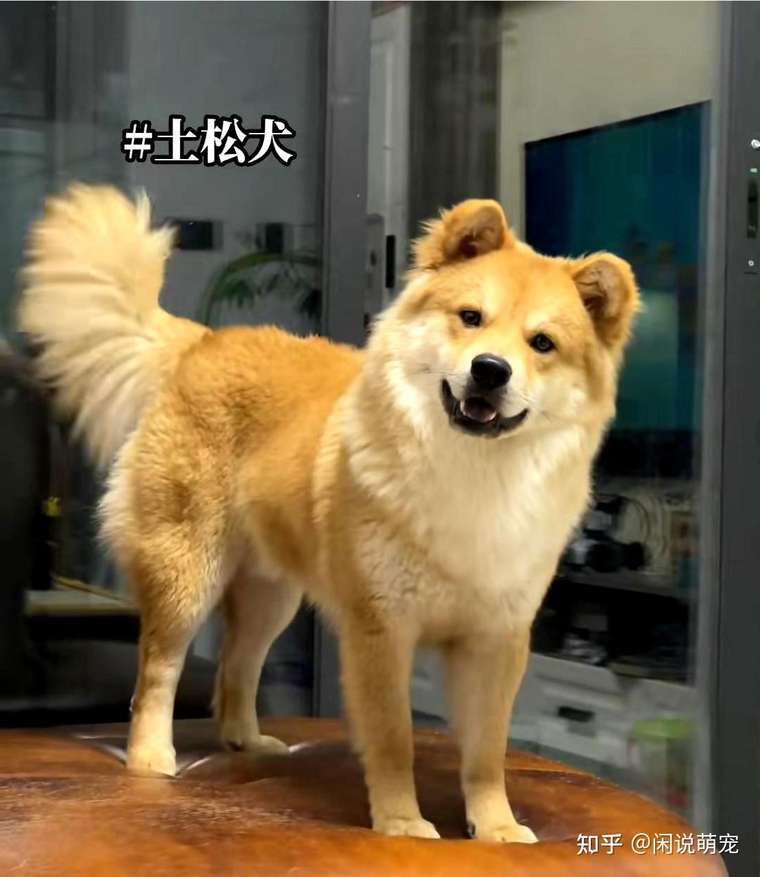 中华田园犬哪个品种好?这七种狗都是热门“本土神犬” - 知乎